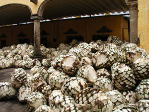 agave pi&ntilde;as
