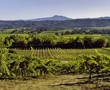 http://www.thefiftybest.com/content/wine/the_wine_detective/images/sonoma_vineyards.jpg