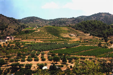 Priorat vineyards