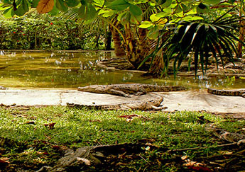 Croco Cun Zoo