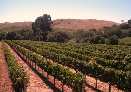 Carneros, California