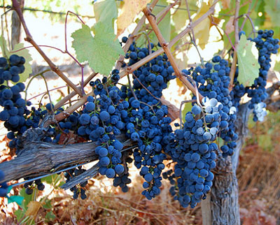 Petit Verdot grapes