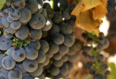 Petite Sirah grapes