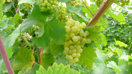 Prosecco Grapes