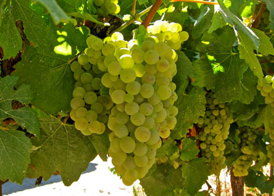 Chardonnay grapes