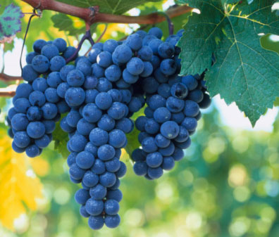 Syrah grapes