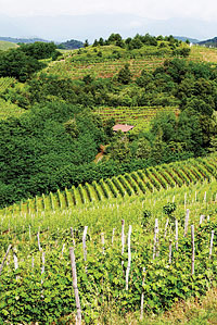 Vineyard in Piedmont