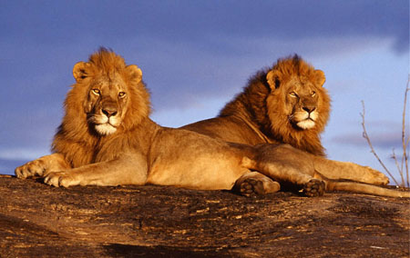 Lions at Kruger National Park