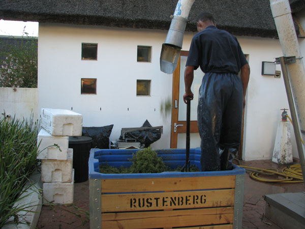 Crushing grapes