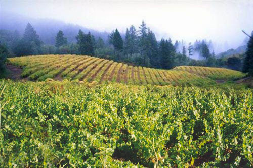 Cyprus vineyards