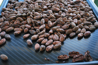 Drying cocoa beans
