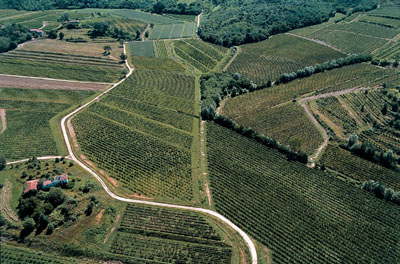 Friuli Vineyards