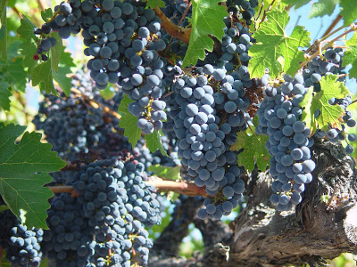 California red grapes