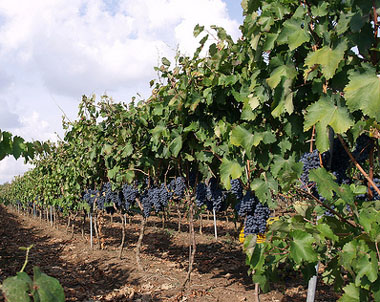 Negroamaro grape harvest