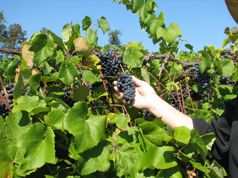 Norton grapes