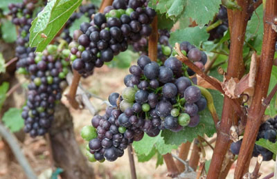 Pinot Noir grapes