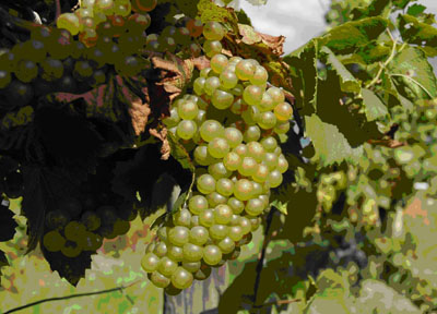 Riesling grapes