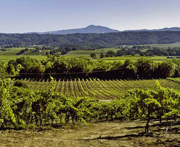 Sonoma vineyards