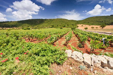 Vineyard in Puglia