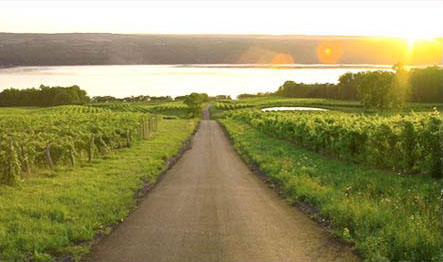 Finger Lakes vineyard