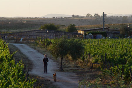 Azienda Agricola COS